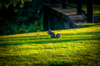 IMGP5261-34