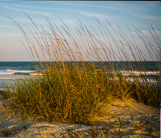 Sea oats on the dunes
