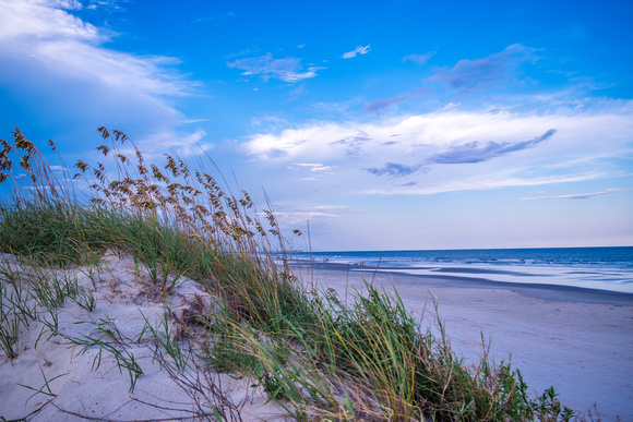 Sea Oats Over The Dunes