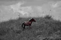 IMGP4948-2